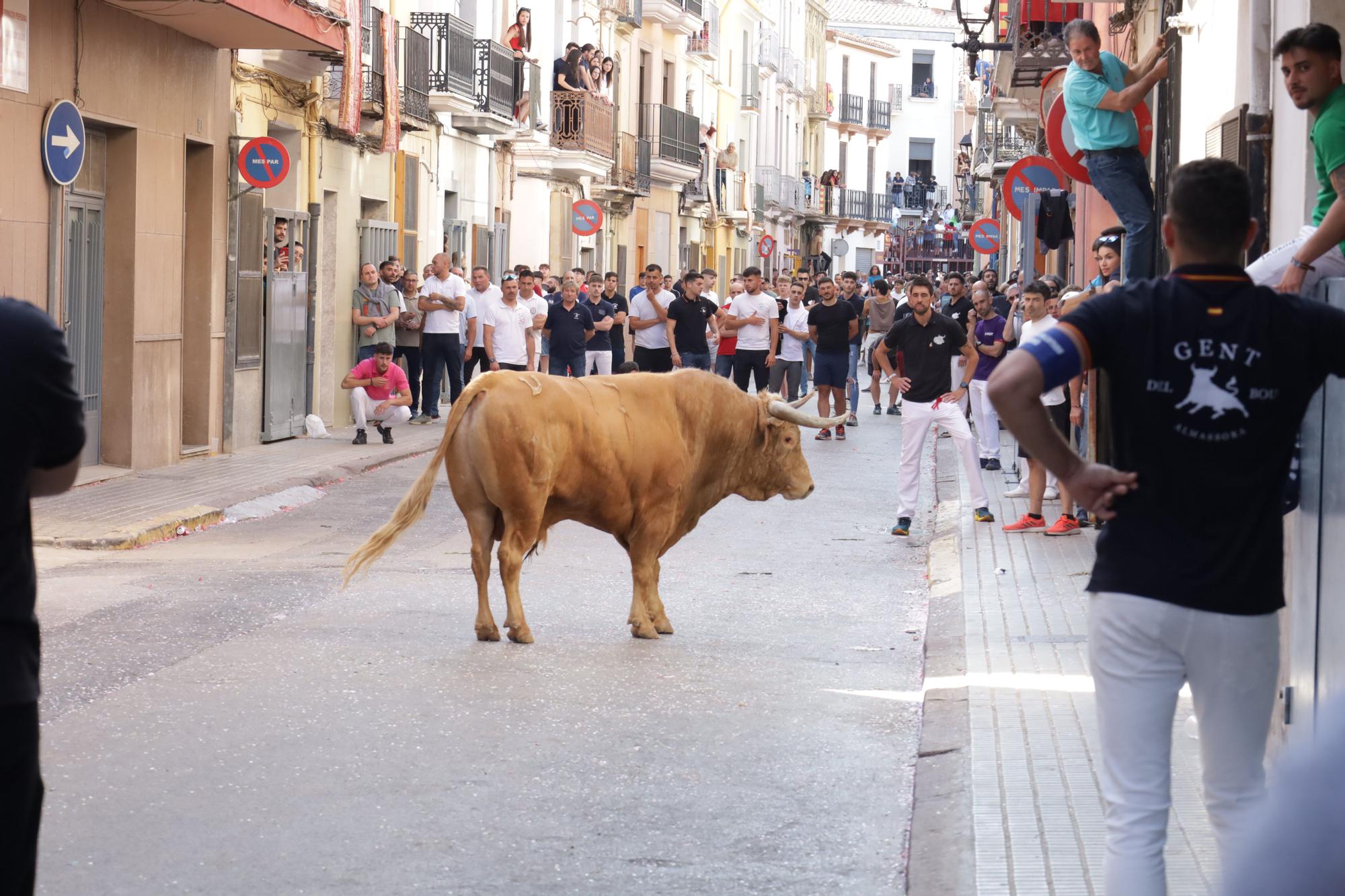 MACROGALERÍA DE FOTOS: Búscate en el encierro y los primeros 'bous' de las fiestas de Almassora