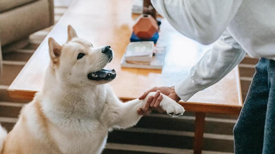 TRUCOS PARA PERROS | Cómo enseñar a un perro a dar la pata