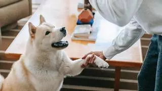Cómo enseñar a un perro a dar la pata