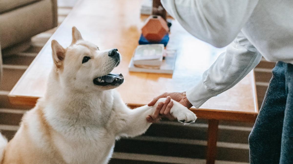 TRUCOS PERROS | Cómo enseñar a tu perro a dar la pata