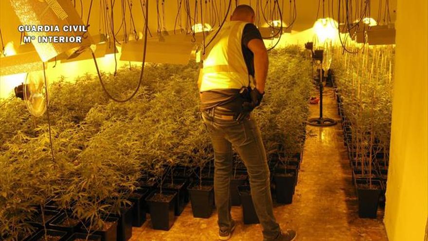 Detenido en Priego de Córdoba tras intervenirle la Guardia Civil 1.130 plantas de marihuana