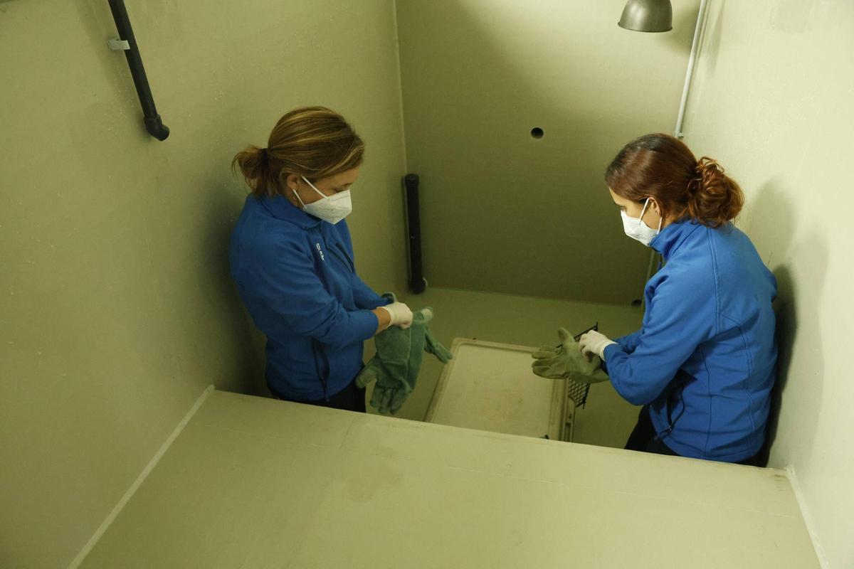 La foca que quedó varada en la playa de Cadavedo ya se recupera en el Acuario de Gijón (en imágenes)