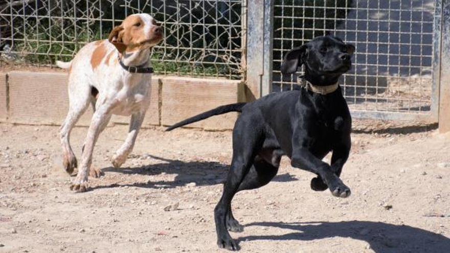 Sant Joan impulsan una nueva ordenanza para garantizar el bienestar animal