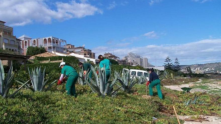 Brigada contratada por la Conselleria de Medio Ambiente para eliminar una colonia de uña de gato aparecida en una zona ajardinada de la costa alicantina