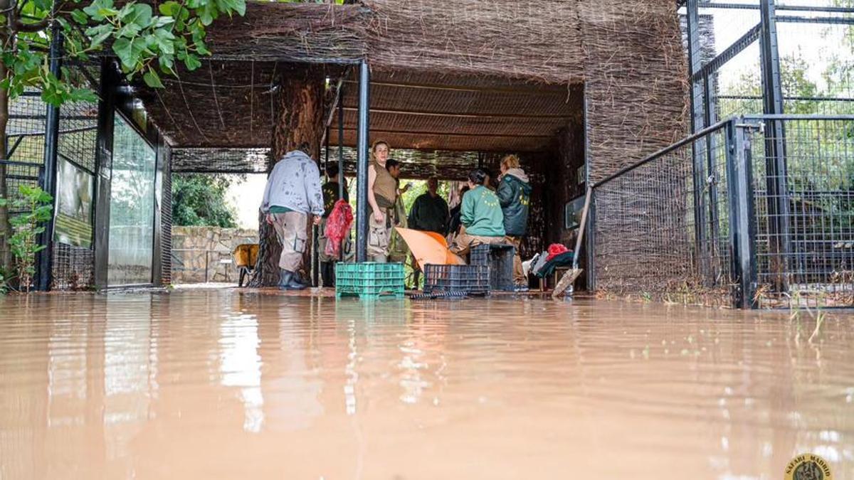 Trabajadores y voluntarios de Safari Park achicaron agua desde la noche del sábado.