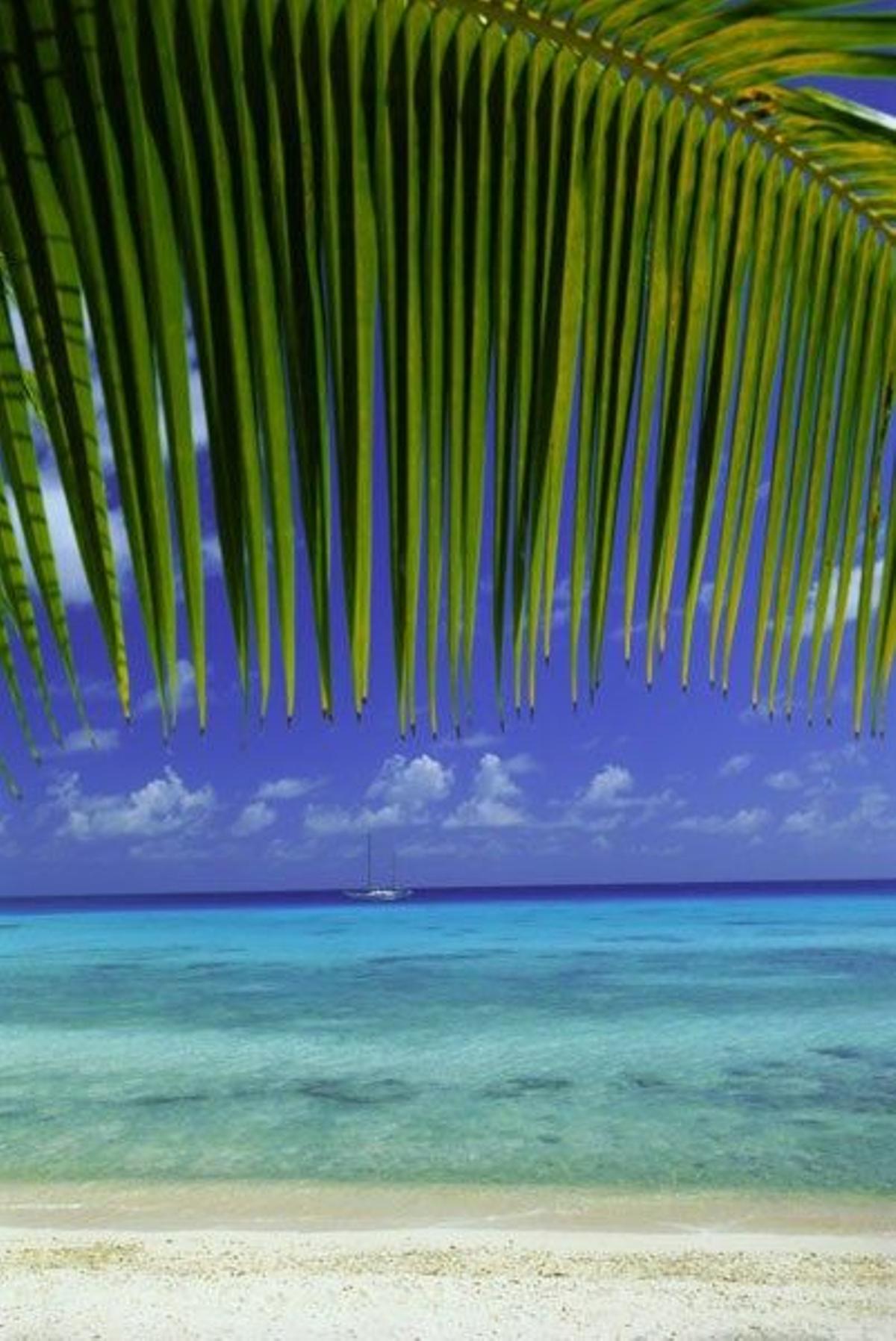 Hoja frondosa de una palmera en una de las playas del atolón de Rangiroa.
