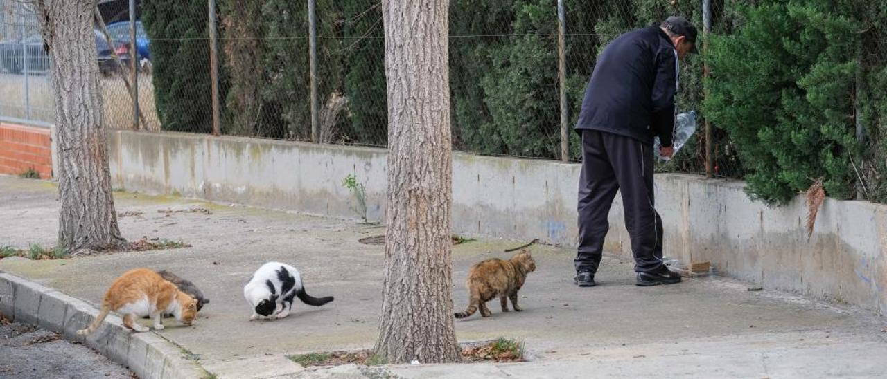 Los alimentadores se encargan de cuidar de los gatos callejeros, de darles de comer y de que estén sanos.