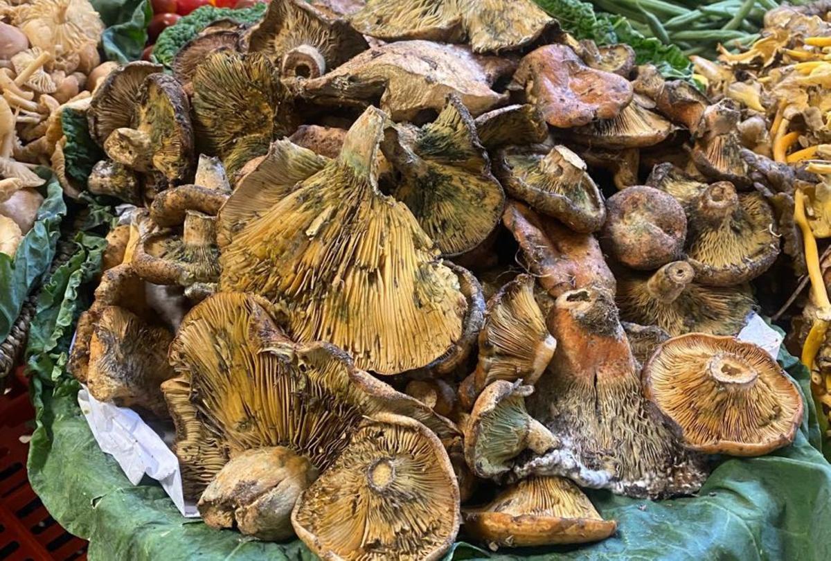 El pebràs o el níscalo es la seta reina del otoño. | JOSÉ MARÍA JIMÉNEZ