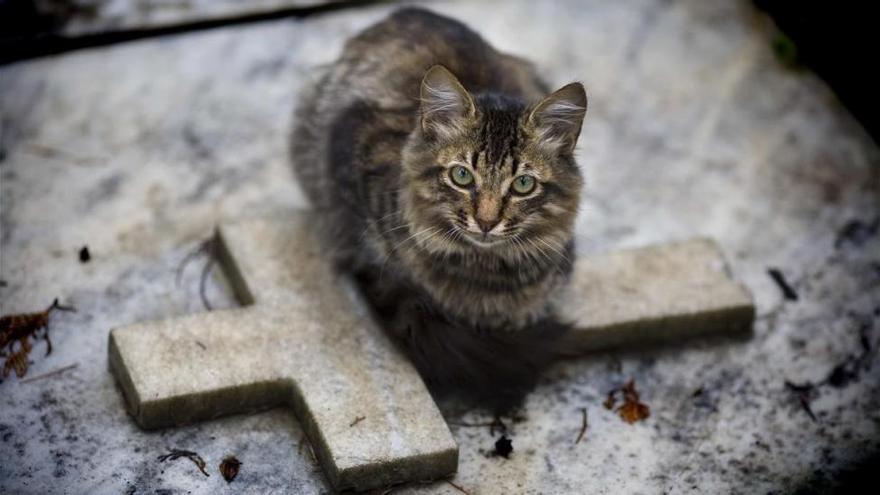 Tres años de cárcel para un keniano por matar 1.000 gatos para hacer empanadas