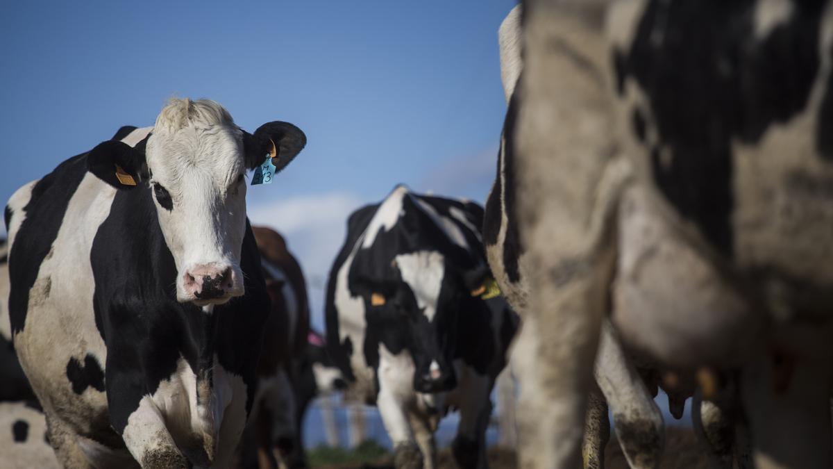 La UE debe reducir cabezas de ganado si quiere cumplir los objetivos sobre el metano