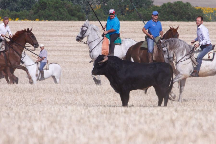 Fiestas en Zamora: Encierro campero en VIllaescusa