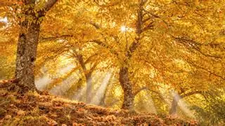 El bosque con los castañares más bonitos de España que se tiñe de dorado en noviembre