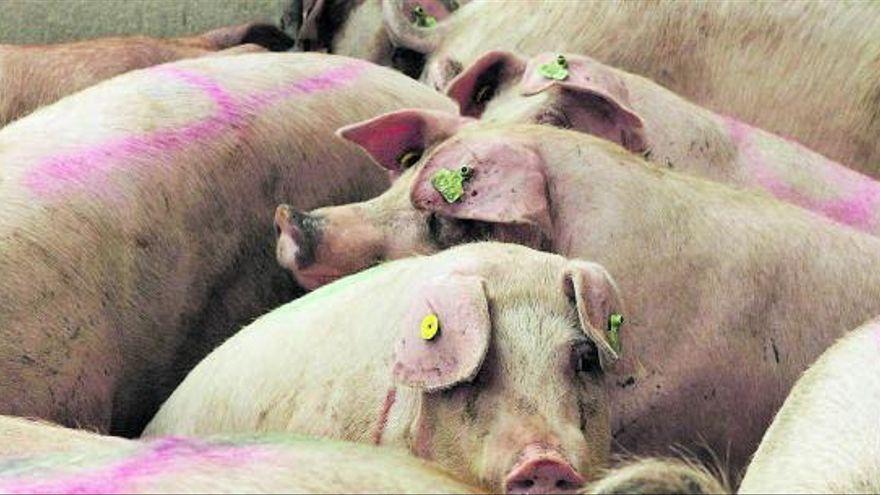 Cincuenta macrogranjas hacen de Zamora el lugar de los tres cerdos por habitante.