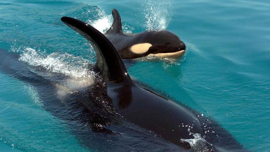 Un orca de Islandia nada junto a su recién nacido. // Epa Photo AFPI/Jack Guez
