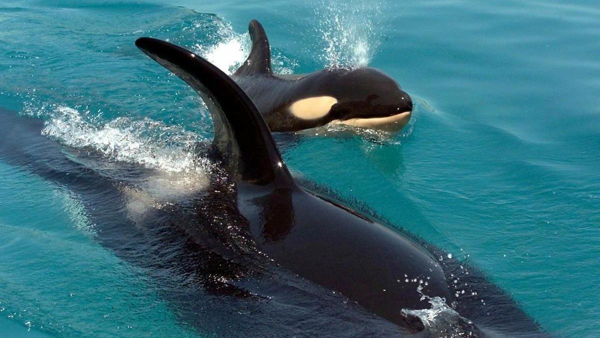 Un orca de Islandia nada junto a su recién nacido. // Epa Photo AFPI/Jack Guez