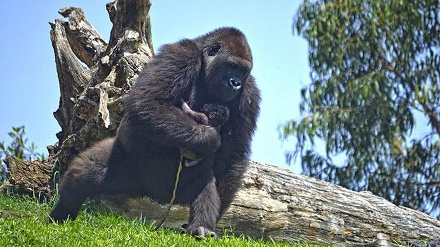 Nace un gorila a la vista del público en el Bioparc Valencia