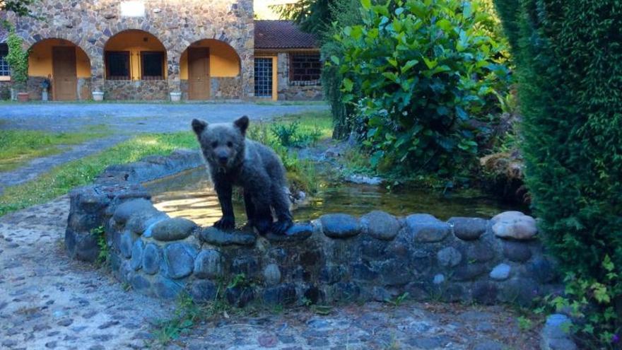 Recogen a una cría de oso en Santo Adriano, que estaba abandonada y sin su madre