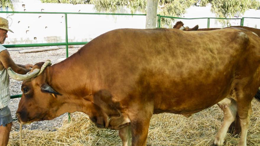 El regidor garantiza los terrenos para celebrar la Feria de Ganado