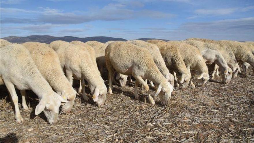 Los ganaderos aragoneses perciben 2,02 millones por siniestros de pérdida de pastos