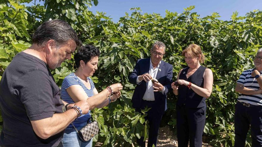 El Corte de la Breva 2026 marca el inicio de la campaña en Albatera