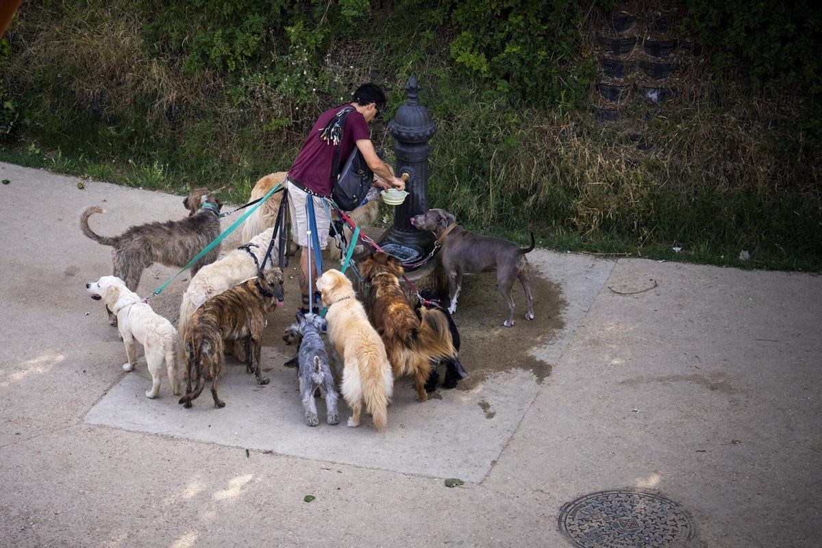 Un paseador de perros en el Parc de l’Estació del Nord-