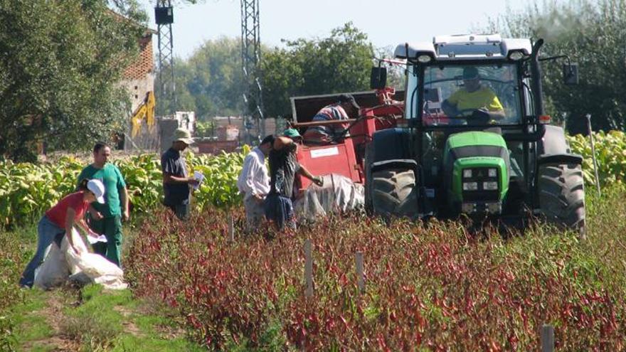 Acuerdo para cerrar el contrato del pimentón con Denominación de Origen de la Vera