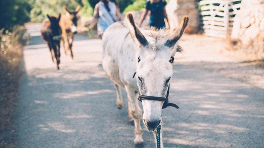 Auf Deutsch: Hier können Sie auf Mallorca mit Eseln und Alpakas wandern und Tiere streicheln