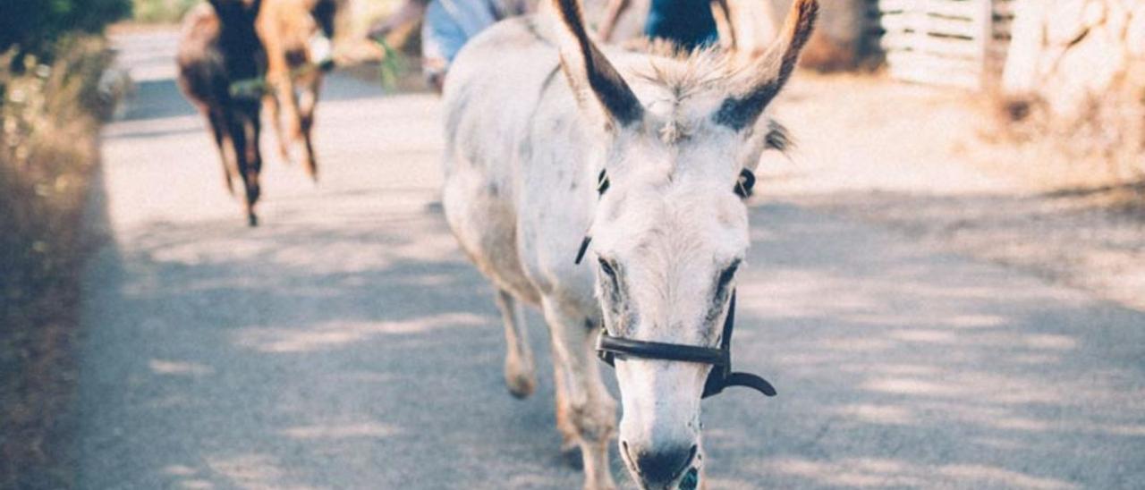 Jesper (der weiße Esel) ist nur einer von vier „burros“, mit denen man auf der Finca Can Paulino wandern kann.  | FOTO: FINCA CAN PAULINO