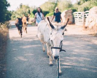 Auf Deutsch: Hier können Sie auf Mallorca mit Eseln und Alpakas wandern und Tiere streicheln