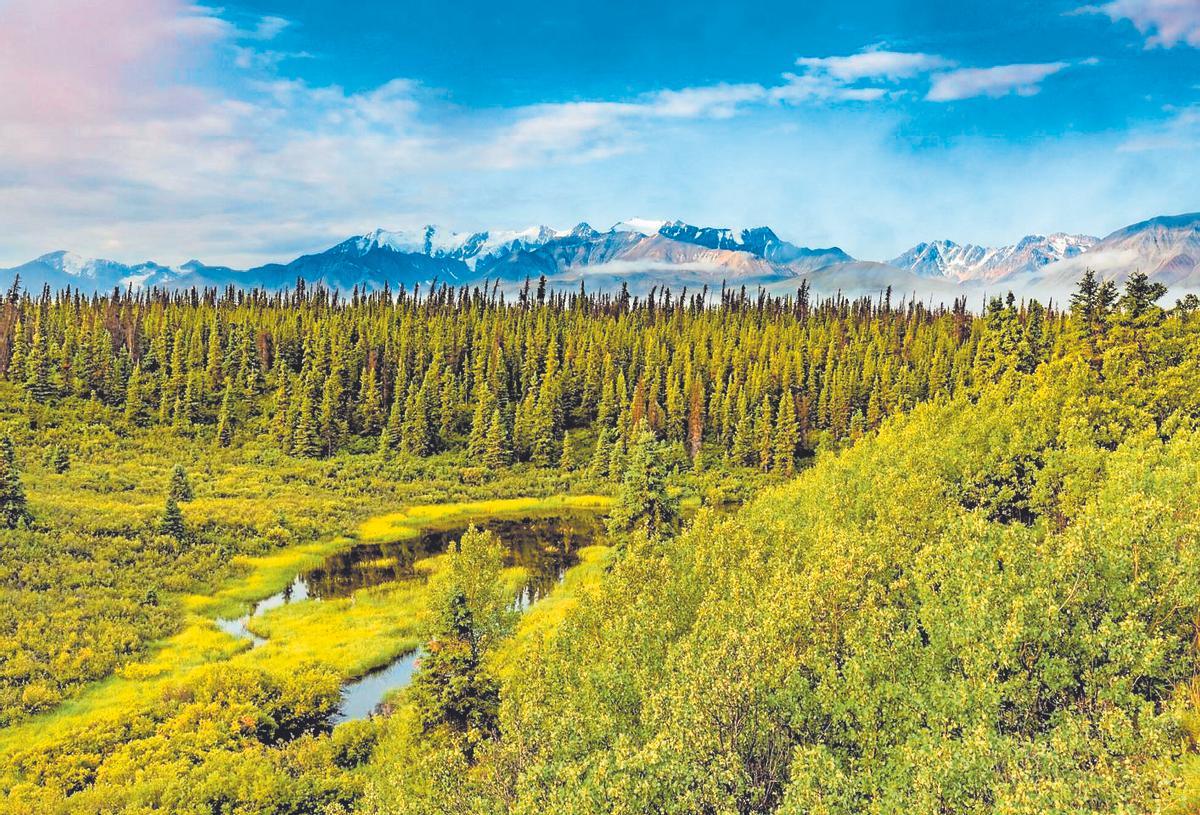 Bosc boreal en Yukón, el Canadà