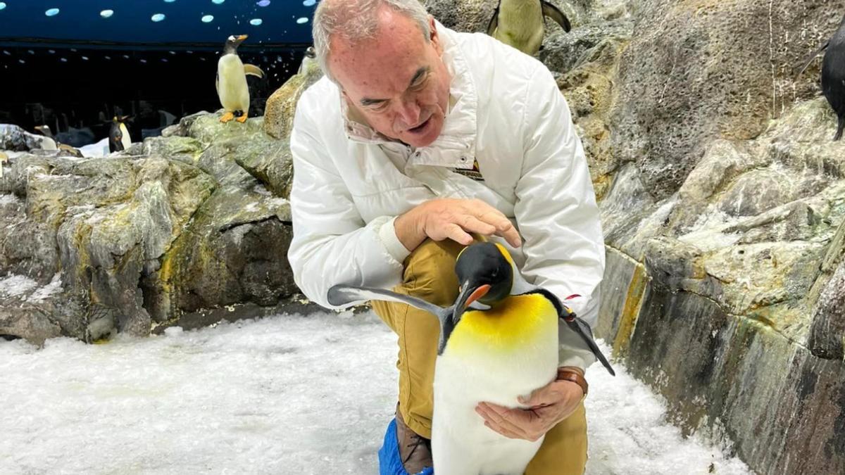 Geisha, la pingüina rescatada en aguas de Canarias