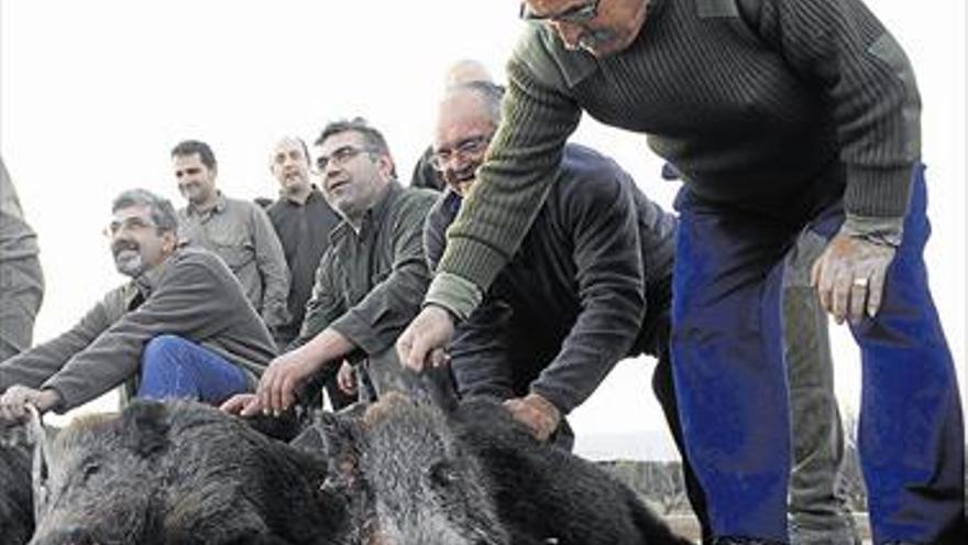 Los cazadores se ofrecen a acabar la plaga de jabalíes de Benicàssim