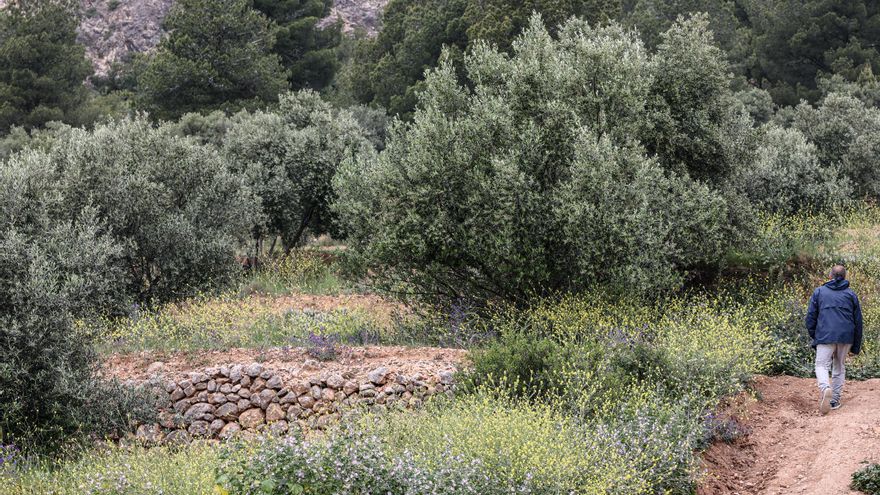 La agricultura de la provincia pierde 2.700 hectáreas en un año por las malas cosechas