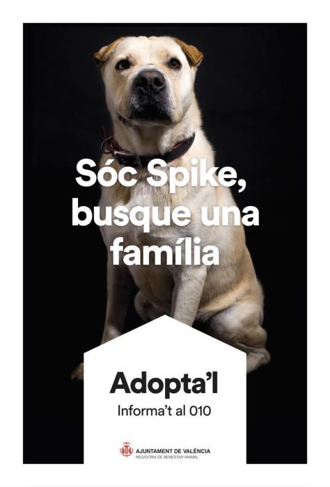 València pone cara y nombre a los perros de Benimàmet que buscan familia de adopción