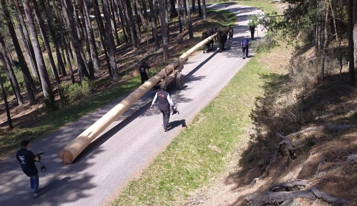 Retirada de pinos en la comarca de Pinares, entre Soria y Burgos, por parte de la Real Cabaña de Carreteros.