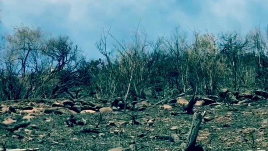 Incendio en Gran Canaria | Zona del Roque Nublo