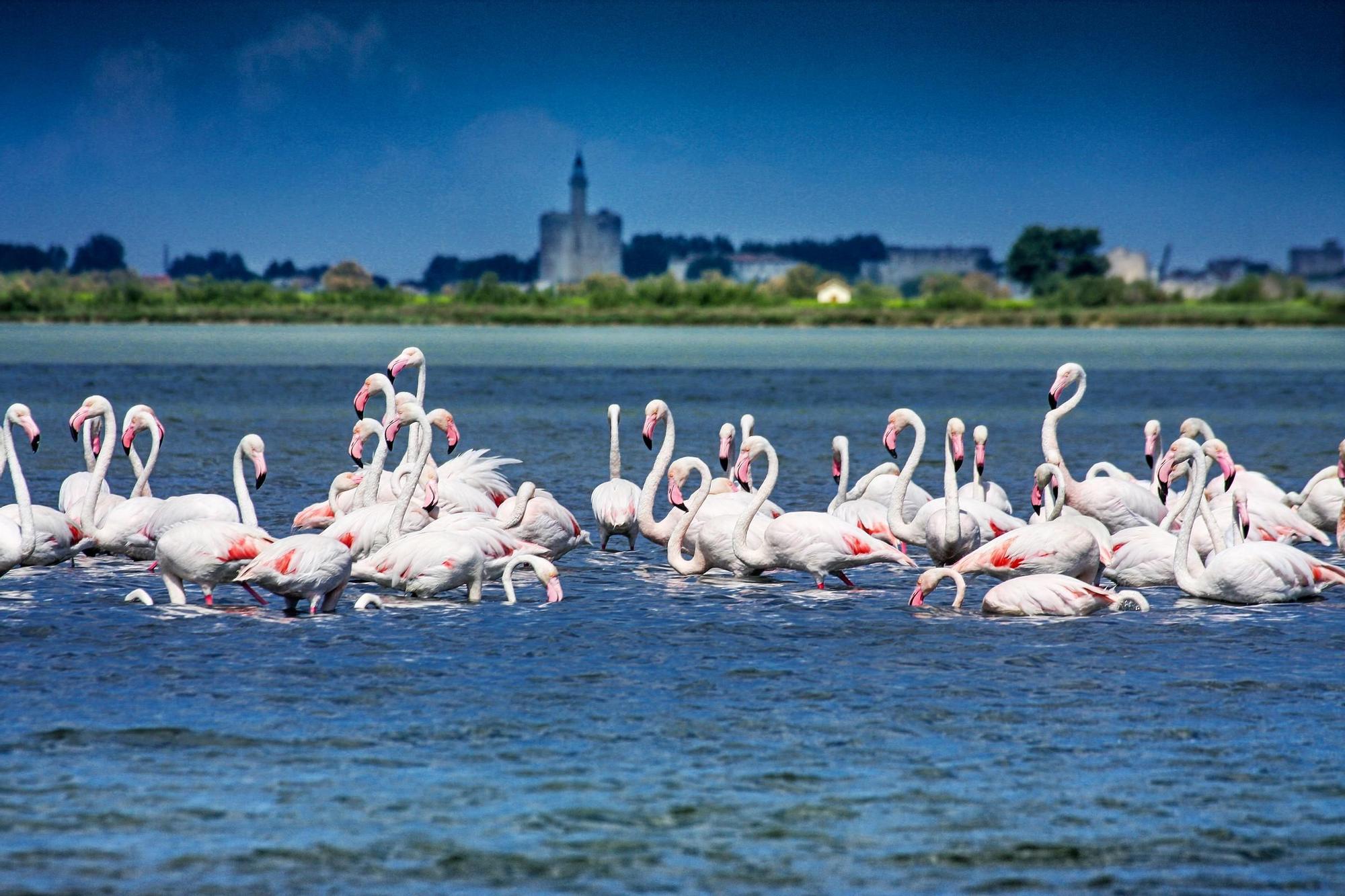 Flamencos en Aigues-Mortes