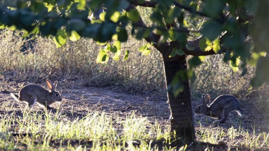 La sobrepoblación de conejos mantiene en alerta a 42 municipios de las tres comarcas