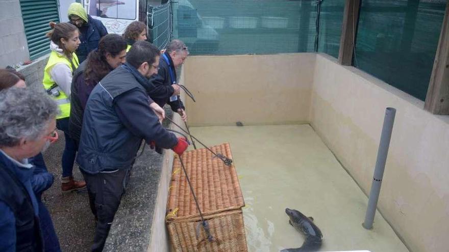 La llegada del lobo marino &quot;Luis Muxía&quot; a su nuevo hogar, una piscina del Igafa de A Illa. // Noé Parga