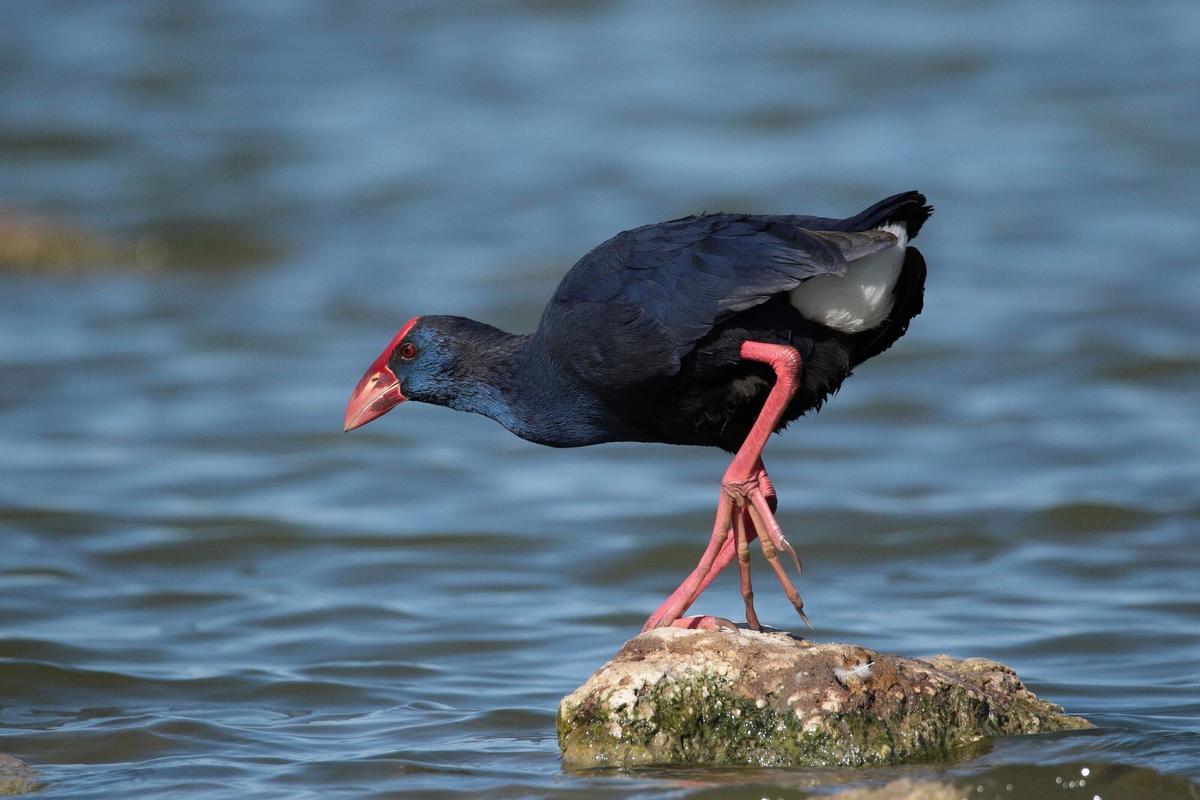 -FOTODELDÍA- GRAF774. DAIMIEL (CIUDAD REAL), 16/01/2022.- Un ejemplar de calamón común, en la Laguna de Navaseca, en Daimiel (Ciudad Real), este domingo. El último censo de aves acuáticas invernantes realizado en la zona ha arrojado una cifra de 2.464 ejemplares contabilizados de 24 especies diferentes. El censo de malvasías ha sido menos abundante que en años anteriores. EFE/ Beldad