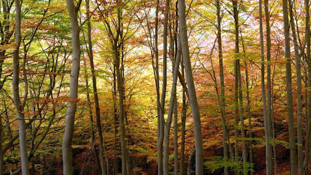 Una fageda del Parc Natural del Cadí-Moixeró