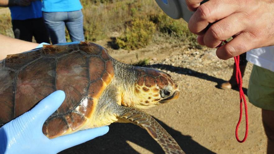 Agricultura creu que les postes de tortugues al delta de la Tordera són més regulars del que es creia