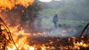 Los incendios forestales, uno de los 15 problemas ecológicos más urgentes del planeta