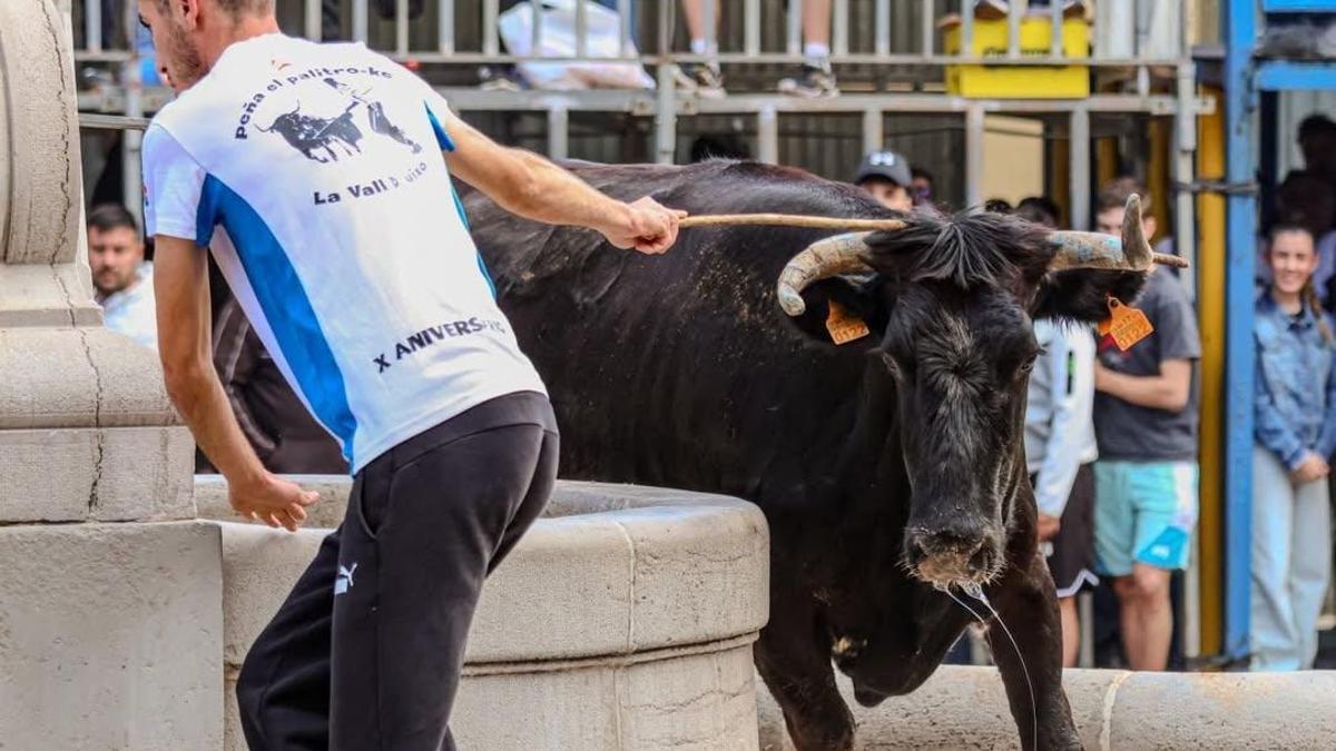 Durante dos días, la plaza dels Xorros de la Vall ha acogido reses de destacadas ganaderías.