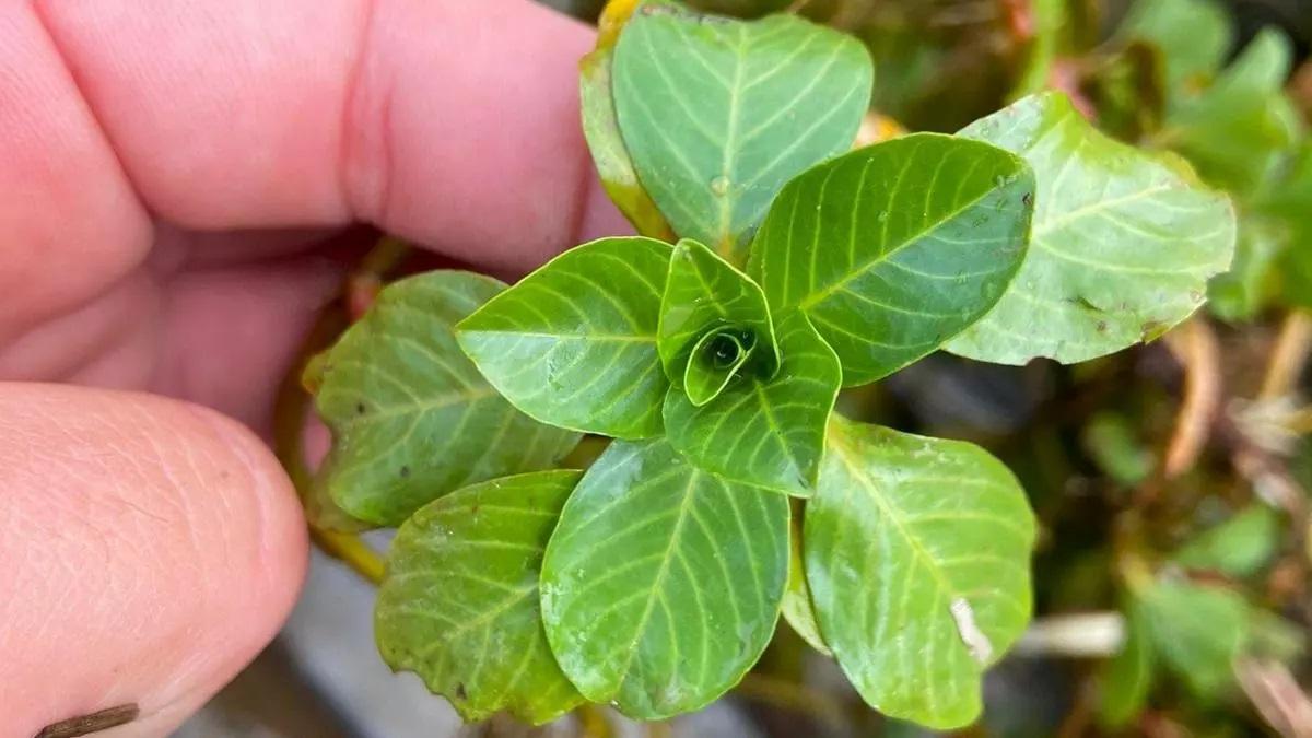 Especie invasora Ludwigia detectada en embalses del Guadiana.