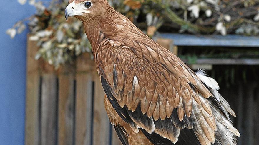 Águila imperial ibérica