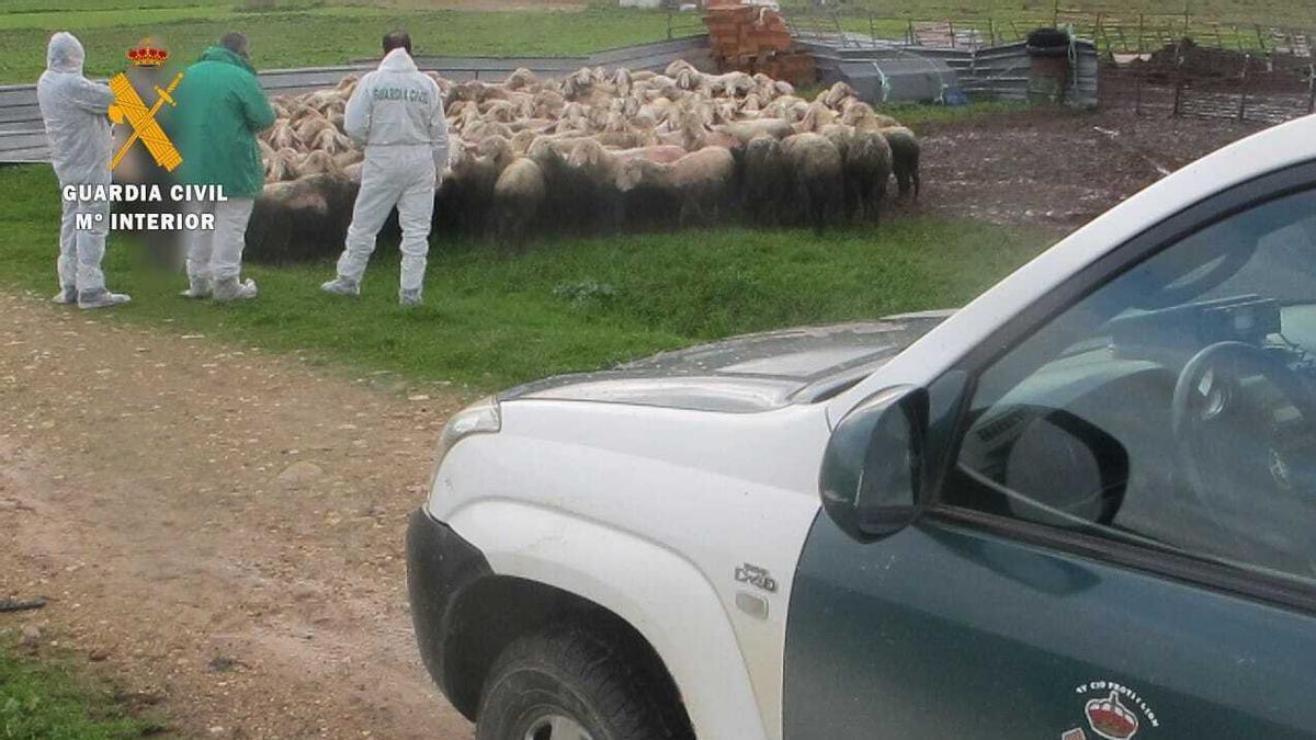 Explotación de ovino en la comarca de Tierra del Vino.