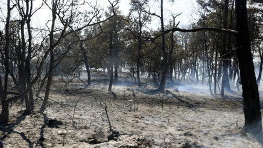 Una zona agrícola cremada per l&#039;incendi de Pujalt del juliol passat.