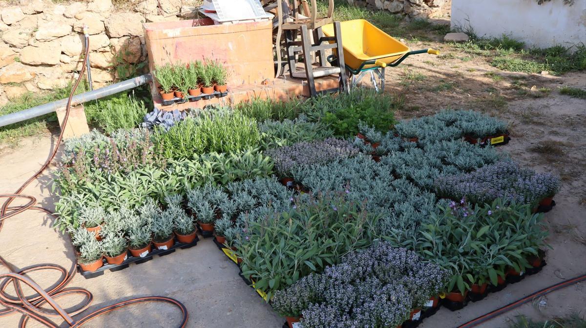 No te pierdas las mejores fotos de la plantación de un jardín para polinizadores