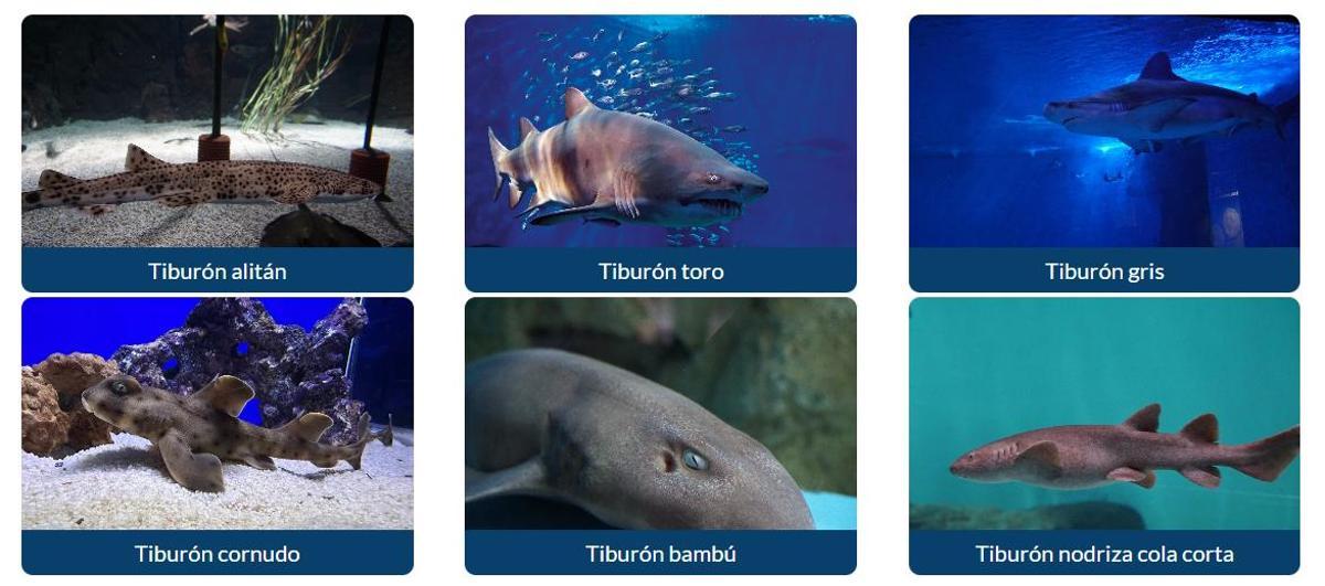 Algunas de las especies comprendidas dentro de la exposición.